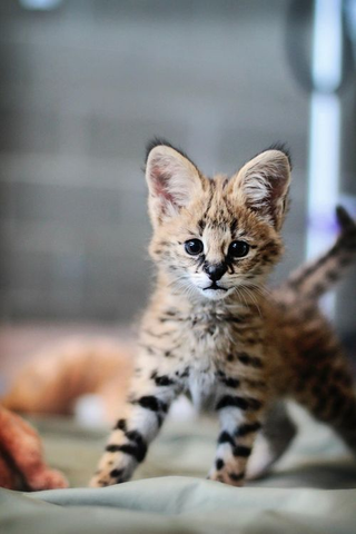 Illustration for article titled ZOMG BABY SERVAL!!!